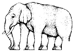 Elephant Illusion